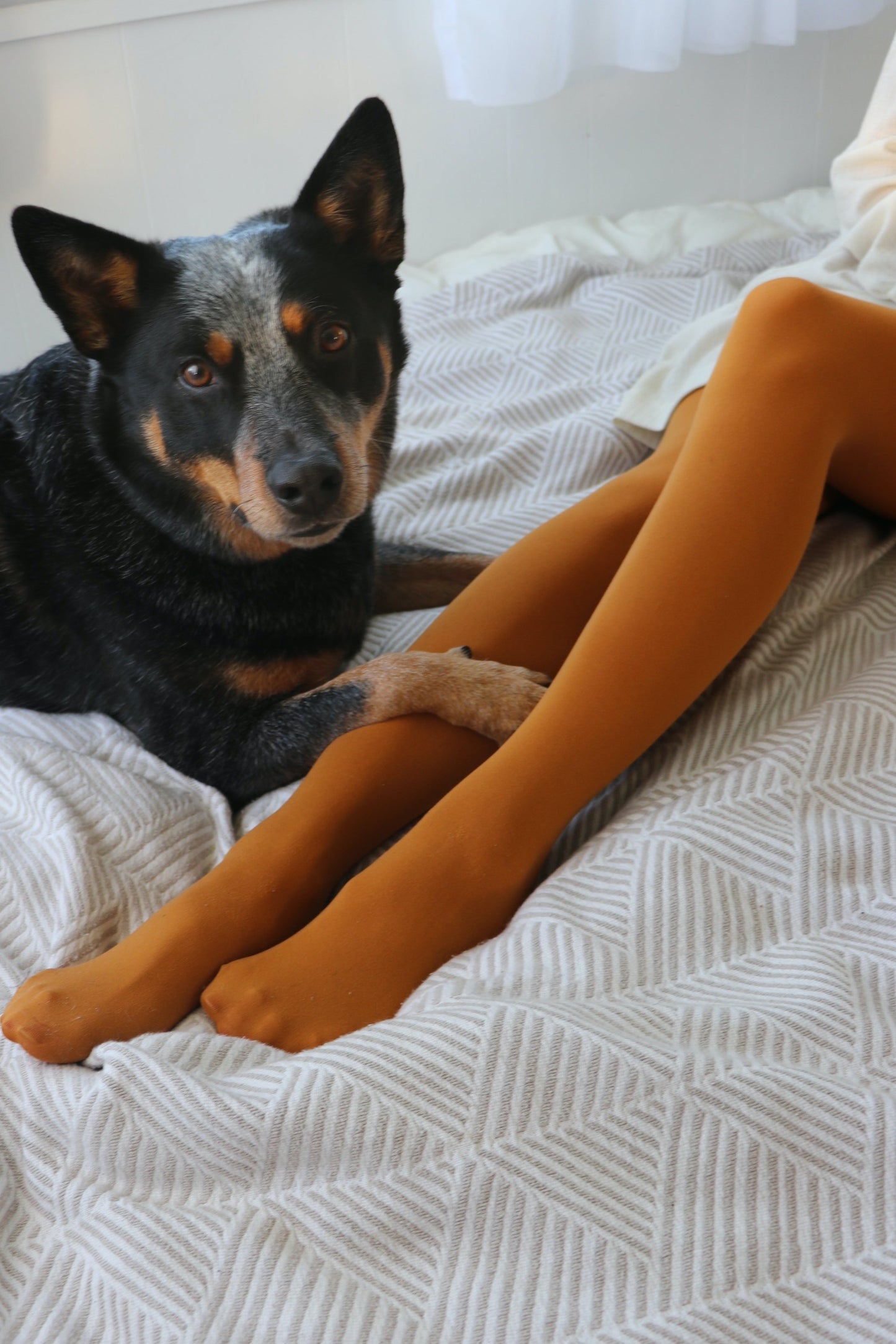 Dog with the girl.She is wearing yellow opaque tights.